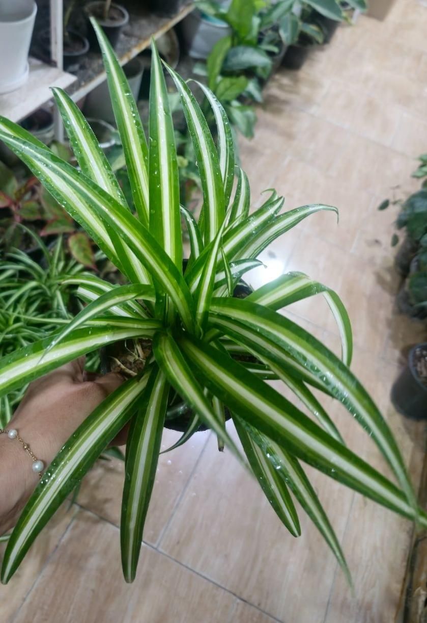 گل گندمی مناسب برای هدیه|گل و گیاه طبیعی|بیرجند, |دیوار