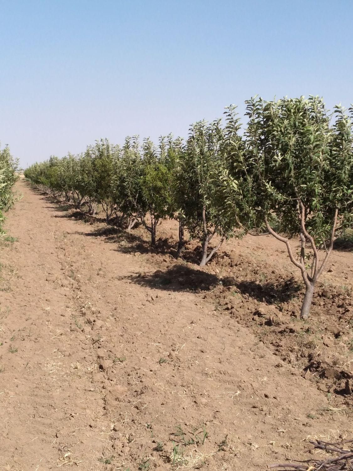 باغ سیب و مجوز گاوداری ۱۰۰ راسی|فروش دفتر صنعتی، کشاورزی، تجاری|تهران, زیبادشت|دیوار