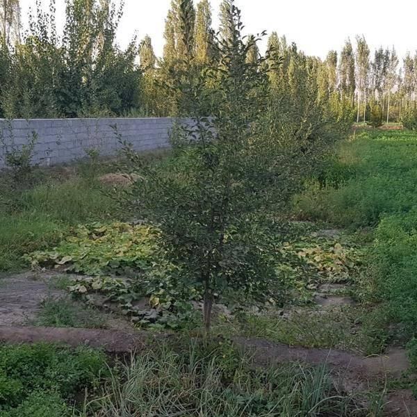 باغچه ۱۵۰۰ متری با آب دائمی و انواع درخت میوه|فروش زمین و ملک کلنگی|خوی, |دیوار
