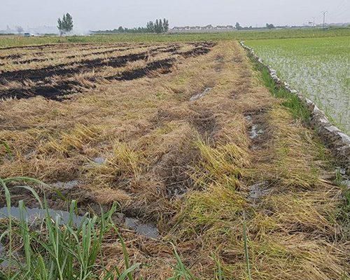 ۳۴۰۰۰زمین کشاورزی با۲ انبار بحرجاده۱۲متری باامتیاز|فروش دفتر صنعتی، کشاورزی، تجاری|خشکبیجار, |دیوار