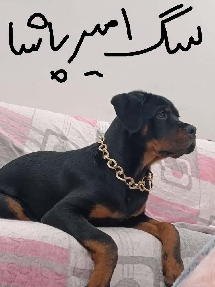 خرید سگ روتفایلر اصیل از امیرپاشا|سگ|فولادشهر, فولادشهر|دیوار