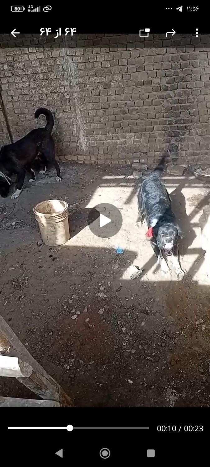 سگ نر قدرجونیی آدمی سفت ب شرط کامل بخون|سگ|ابریشم, |دیوار