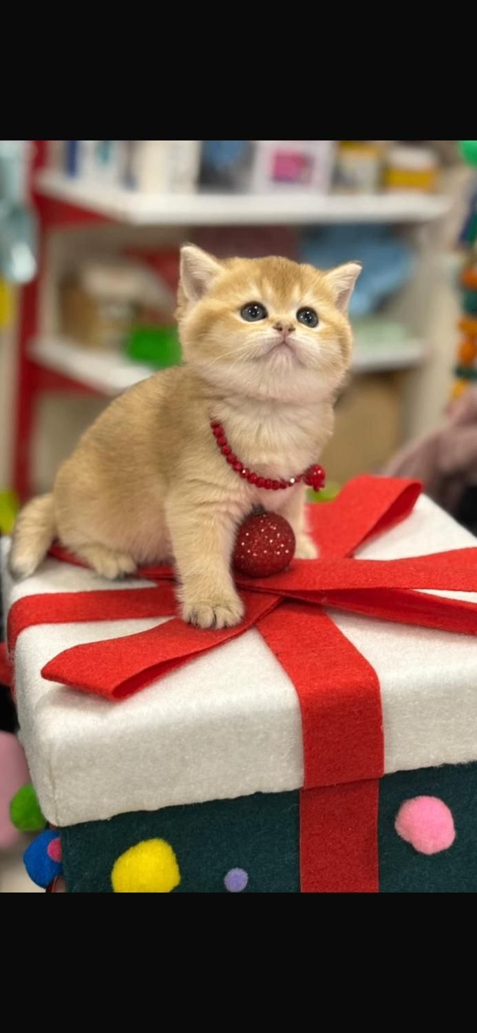 گربه اسکاتیش برتیش از پدر و مادر وارداتی|گربه|تبریز, |دیوار