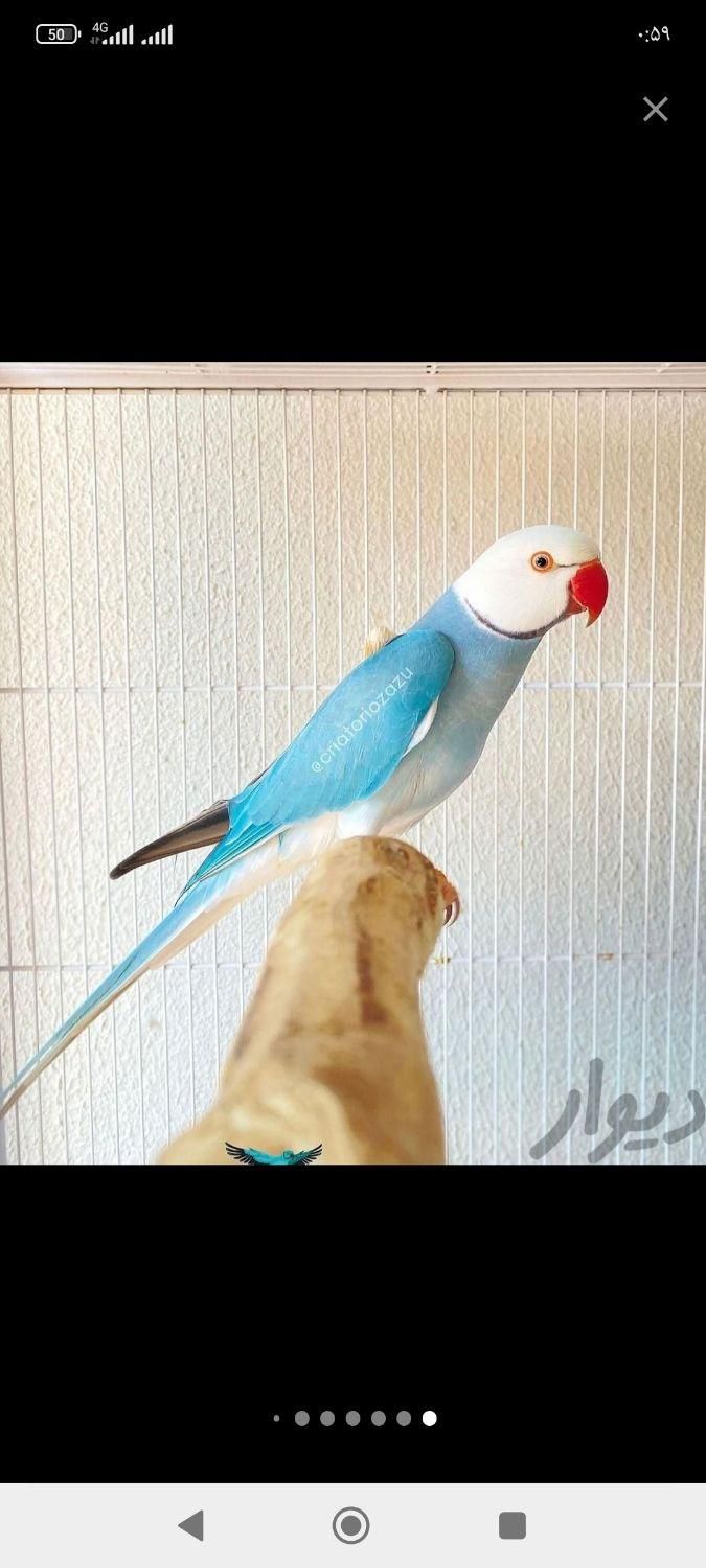 لوازم پرنده و فروش انواع طوطی و عروس هلندی|اسباب و اثاث بچه|بیرجند, |دیوار