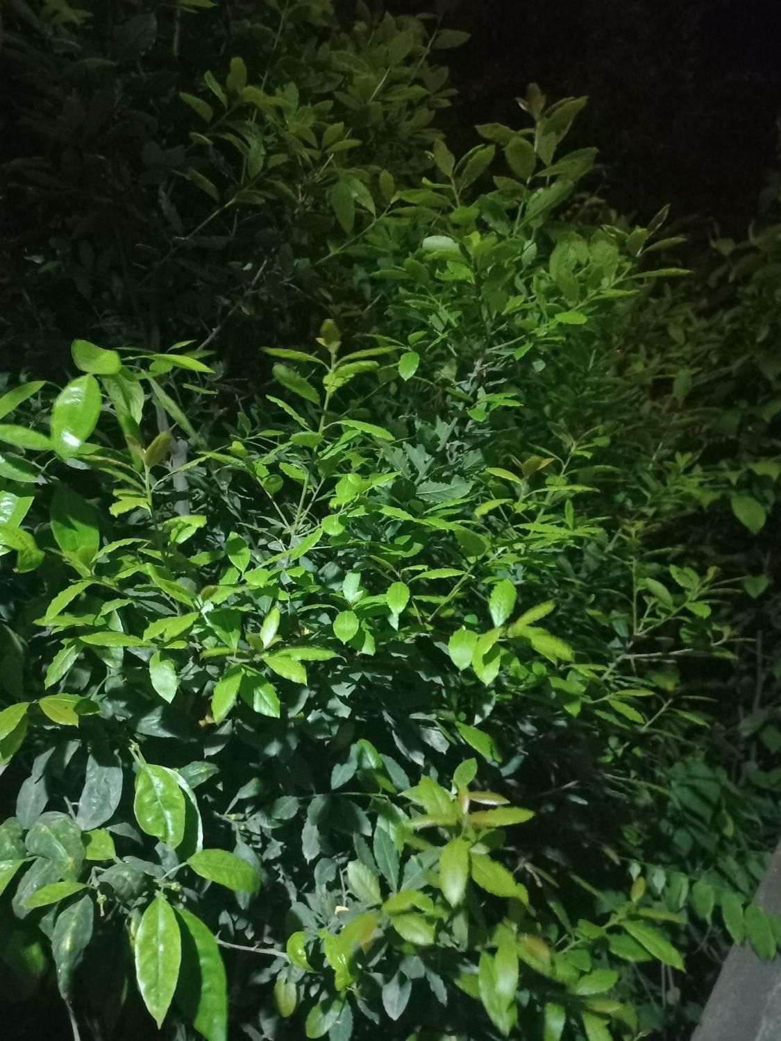 برگ بو|خدمات باغبانی و درختکاری|چالوس, |دیوار