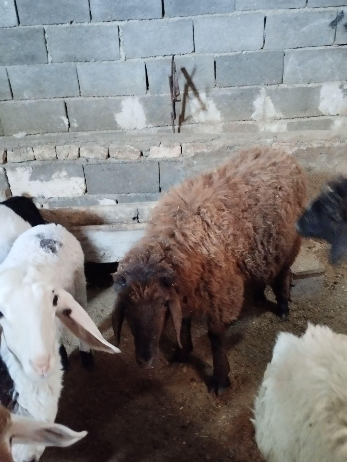 بره .نره آماده.بزه ومیشی چاق فقط برای کشتار جوان|حیوانات مزرعه|شیروان (خراسان), |دیوار