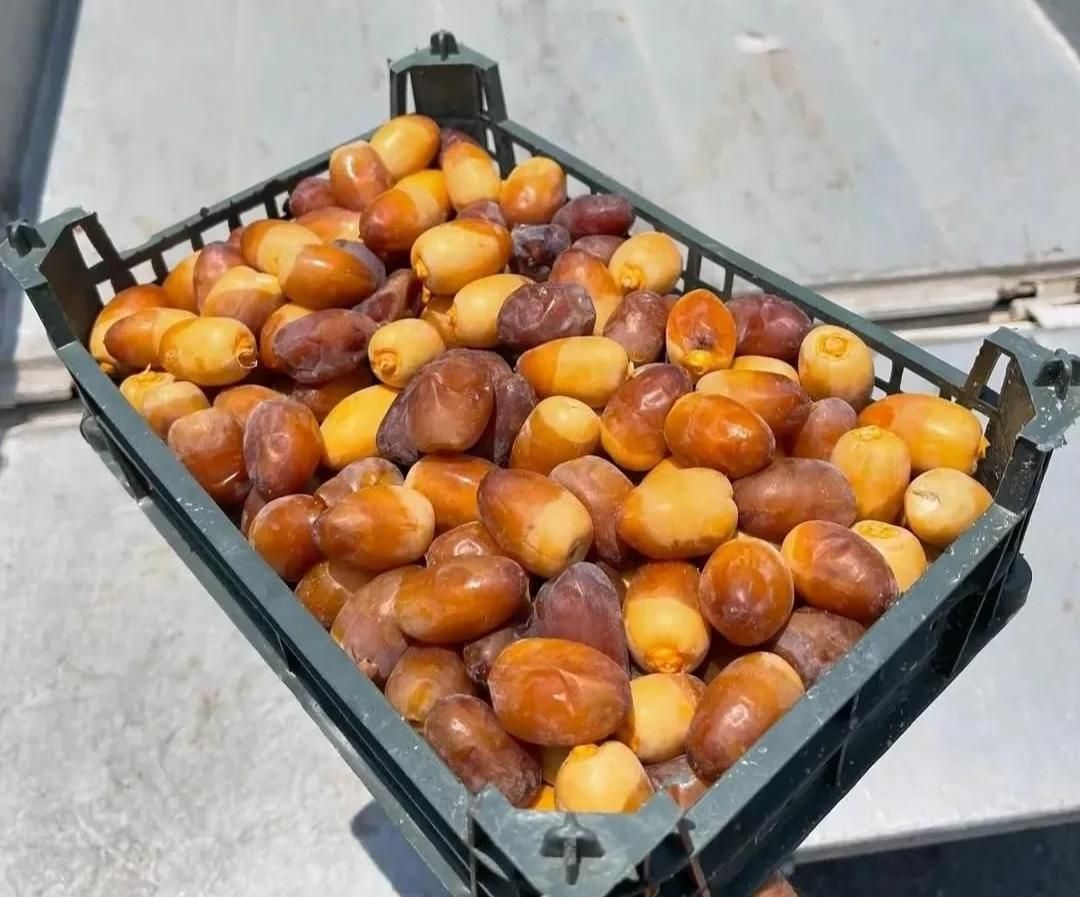 رطب تازه جنوب -رطب خرما کبکاب بوشهر خشت|خوردنی و آشامیدنی|تهران, شیراز|دیوار