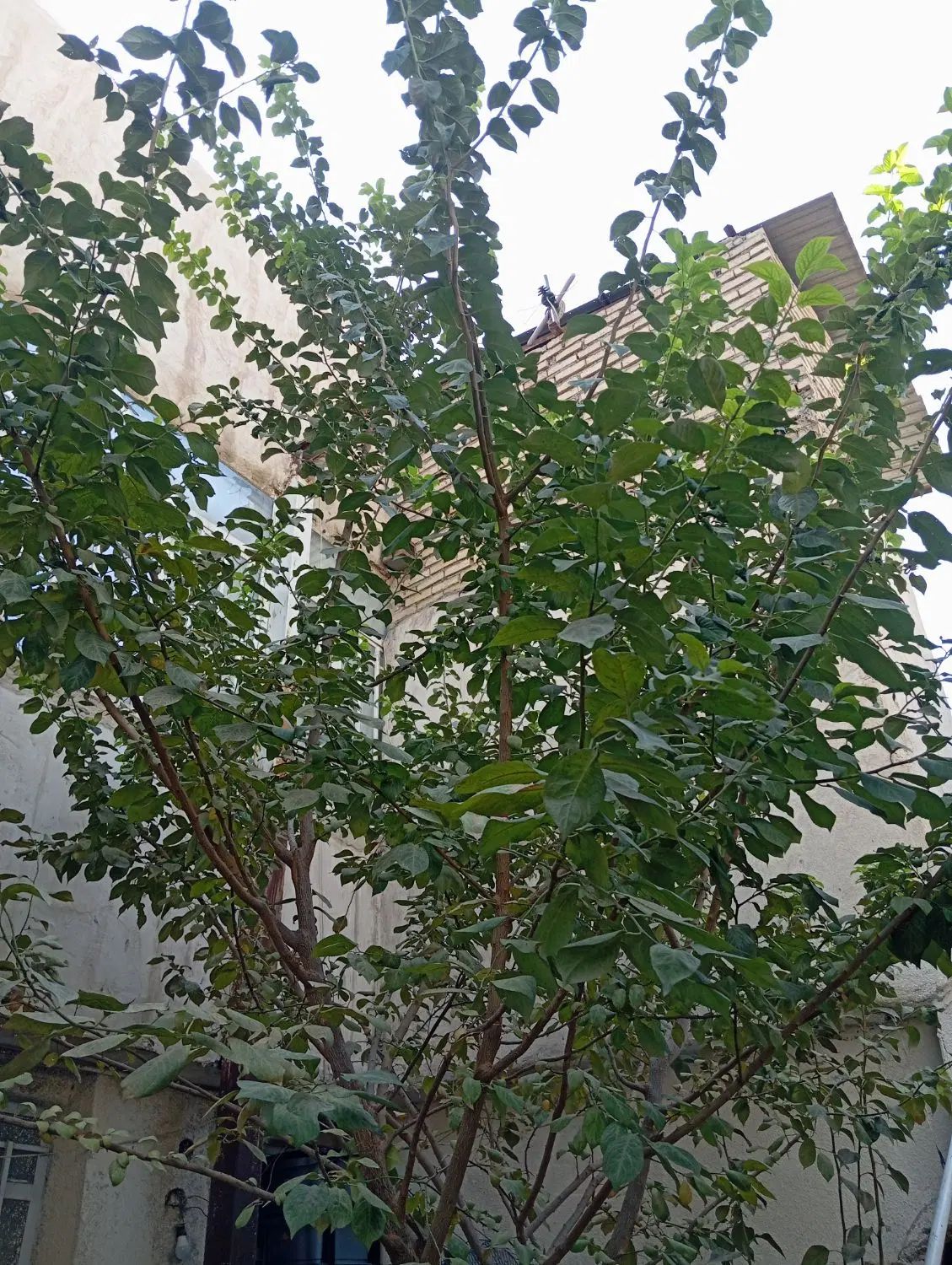 تصویر 6