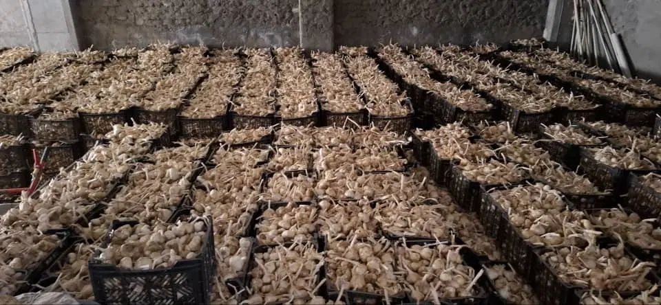 سیر خشک همدان|خوردنی و آشامیدنی|کرج, محمود آباد|دیوار