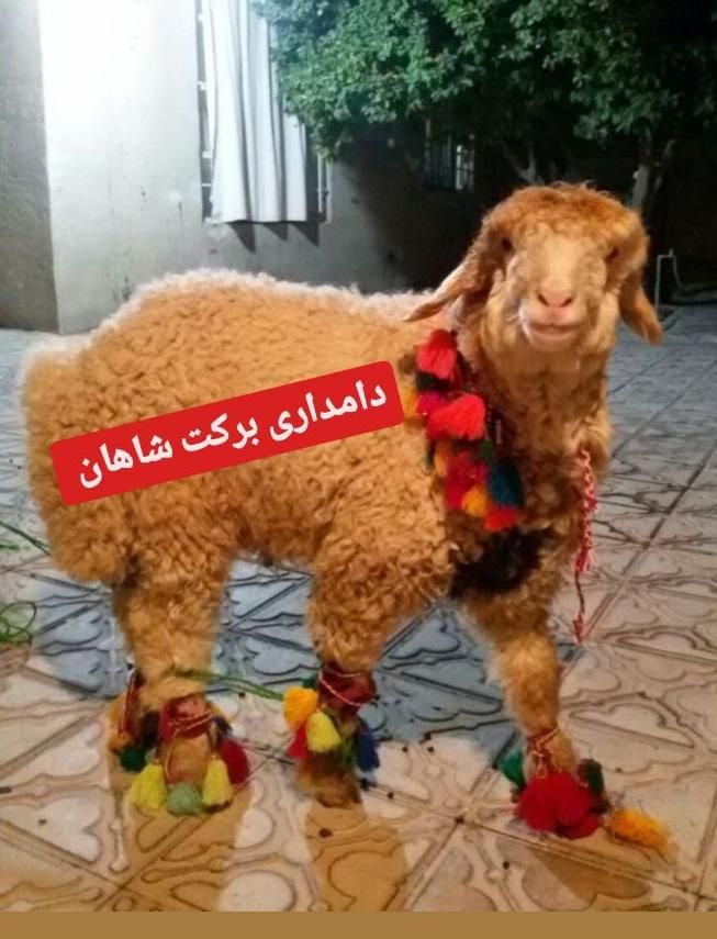 دامداری برکت شاهان شعبه 1شهر ری تهران گوسفند زنده|حیوانات مزرعه|ری, دولت‌آباد|دیوار