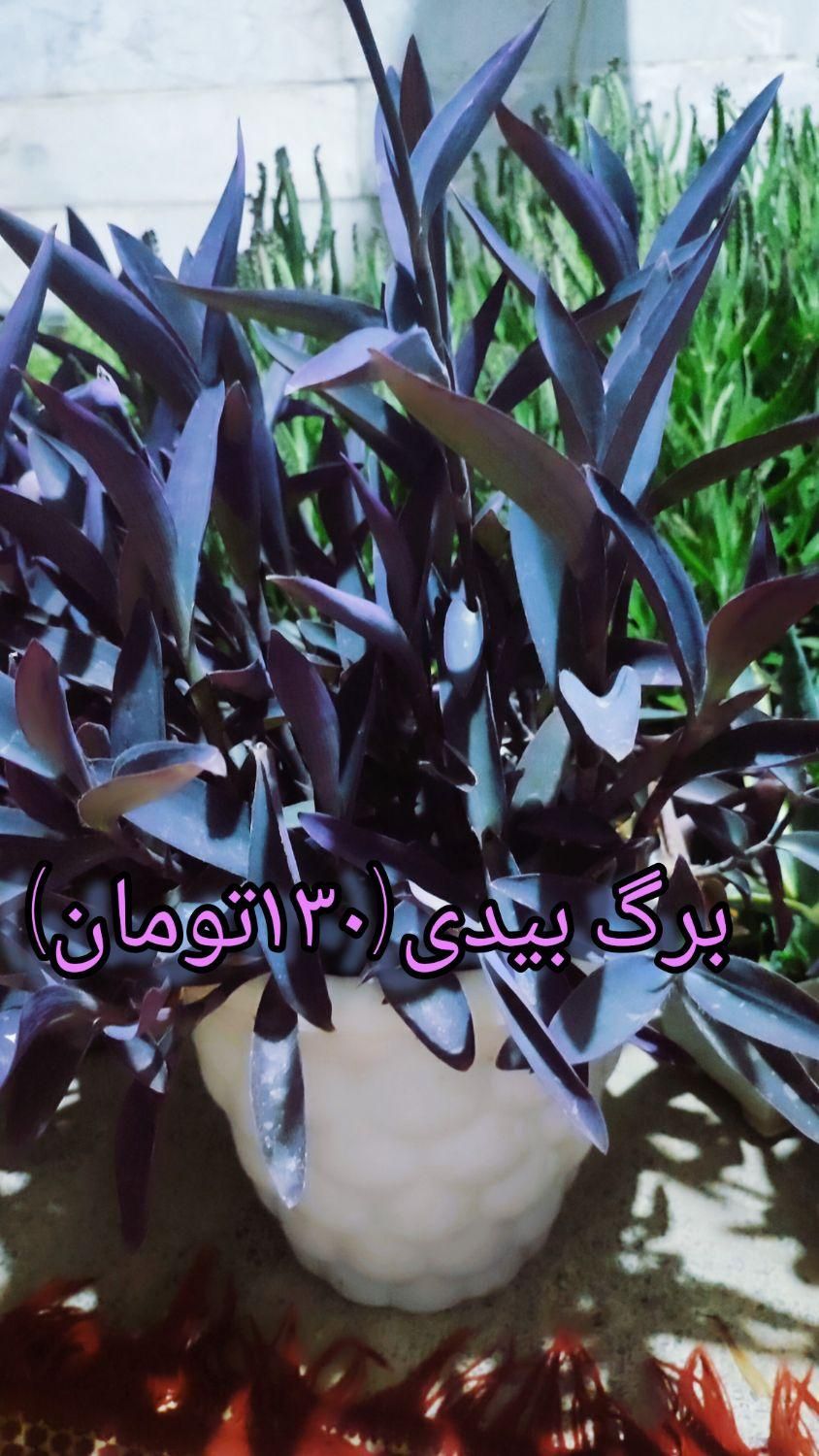 گل های طبیعی زیبا و با طراوت|گل و گیاه طبیعی|قرچک, مهدیه|دیوار