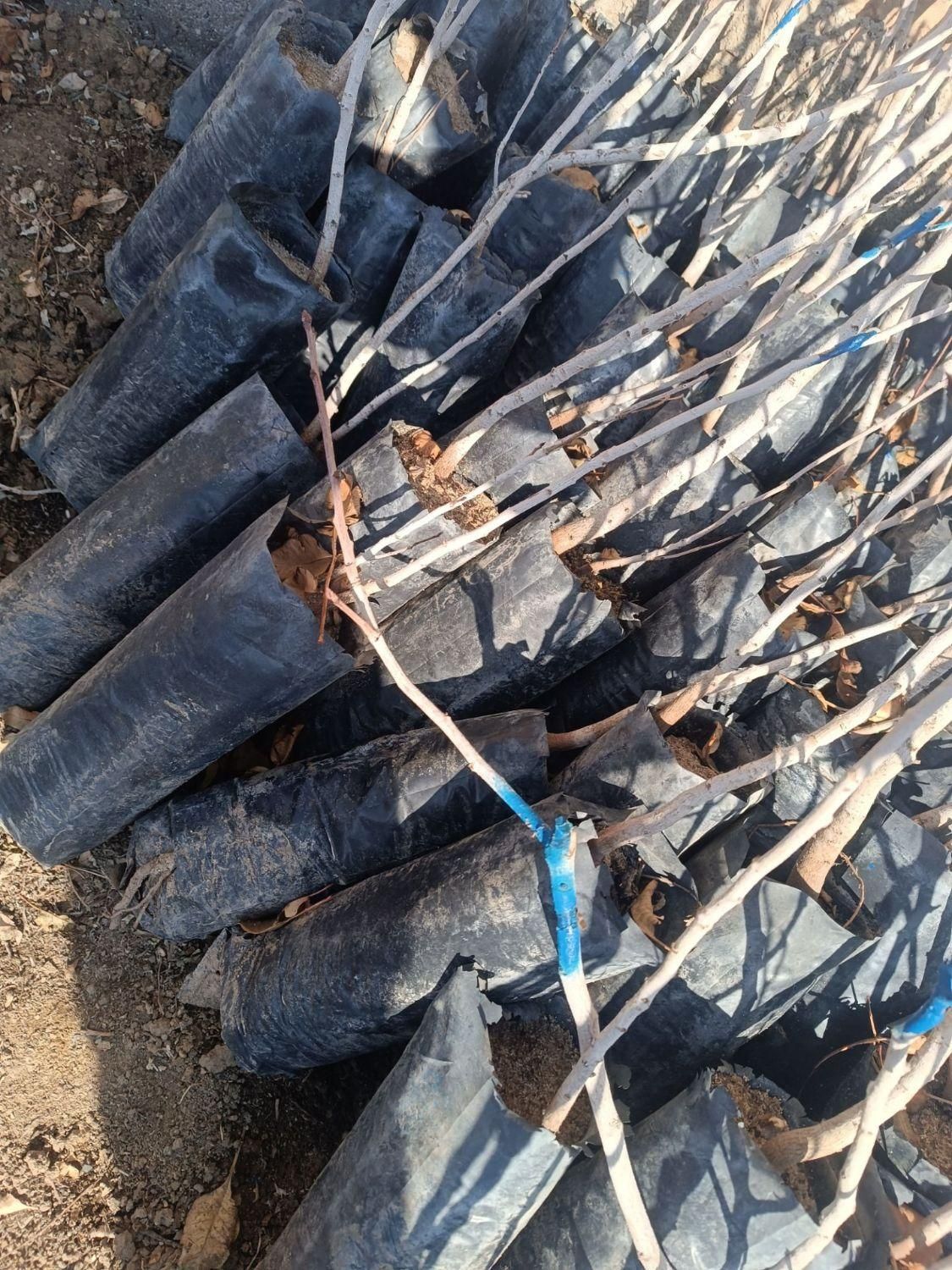 اکبری احمدآقایی پسته. نهال انگور صنوبر|خدمات باغبانی و درختکاری|لنجان, |دیوار