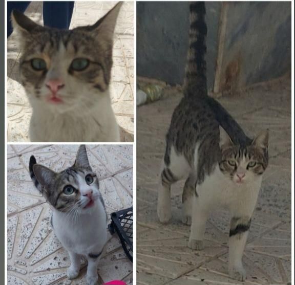 گربه ماده گمشده قم،بوستان الغدیر،بلوارغدیر،پردیسان|حیوانات|قم, پردیسان|دیوار
