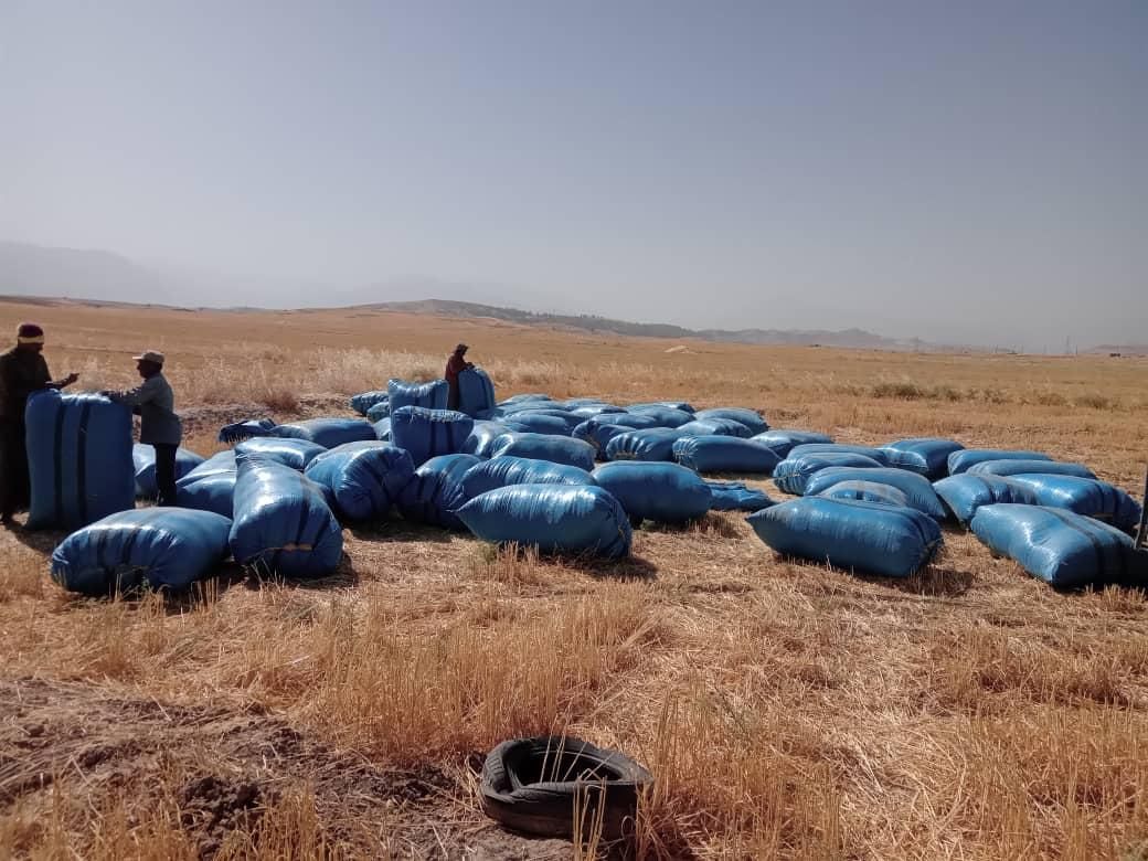 دامداران نگران نباشد من باشما هستم با بهترین کاه|خدمات باغبانی و درختکاری|دهدشت, |دیوار