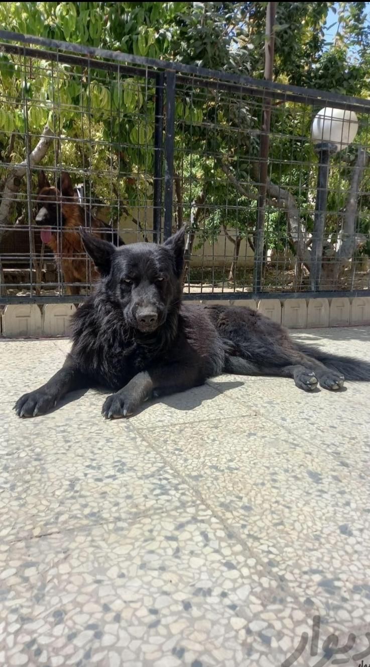 دامپزشک در محل،تمام مناطق (تهران،شهریار و حومه)|خدمات پیشه و مهارت|تهران, مهرآباد جنوبی|دیوار