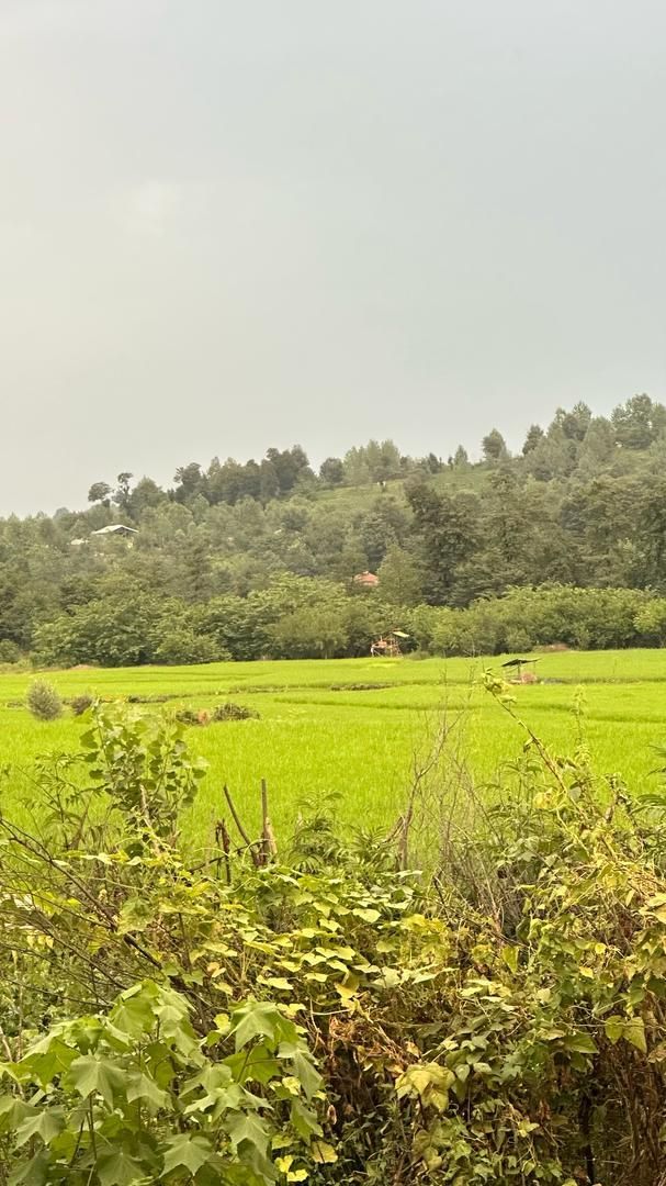 خونه ویلایی 500متری/ویودار/شفت|فروش خانه و ویلا|احمدسرگوراب, |دیوار