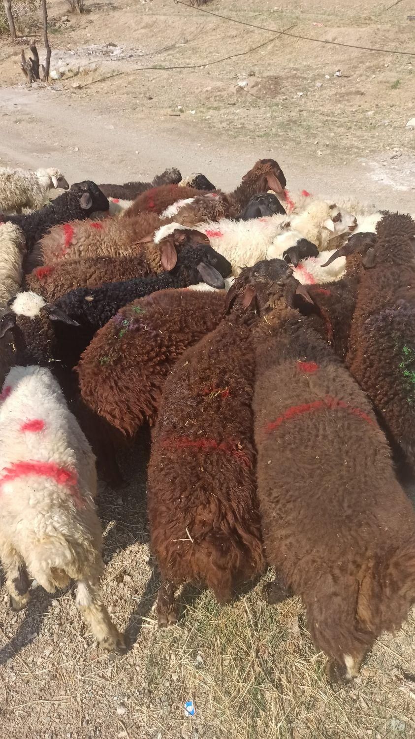 همه وزنه ارسال گوسفند در محل زنده وفول امکان|حیوانات مزرعه|تهران, توحید|دیوار