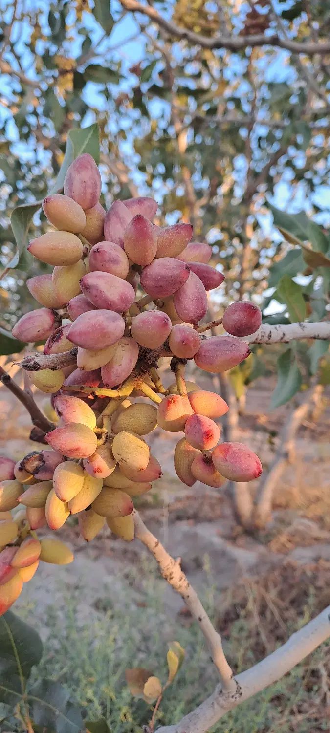 پسته|خوردنی و آشامیدنی|تهران, بوستان ولایت|دیوار
