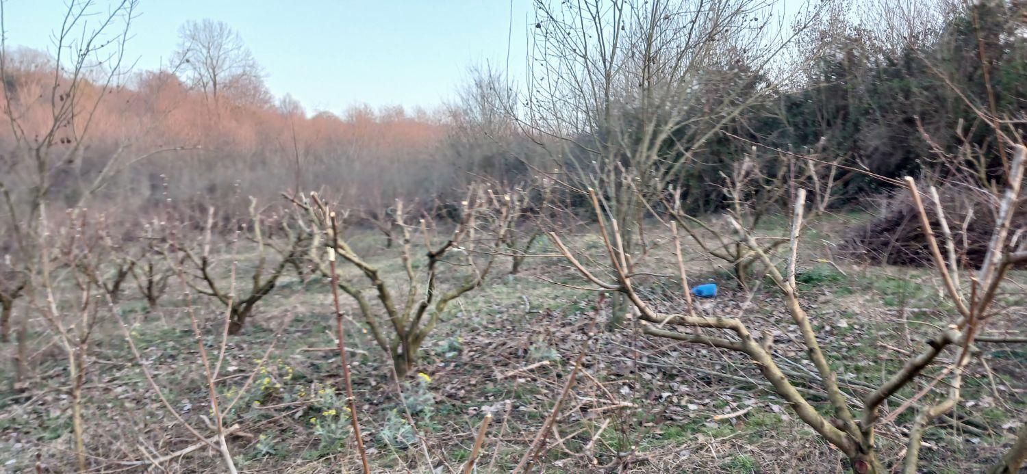 هرس وکودهی وبیل زنی.علف تراشی و آزمایش خاک|خدمات باغبانی و درختکاری|ساری, |دیوار