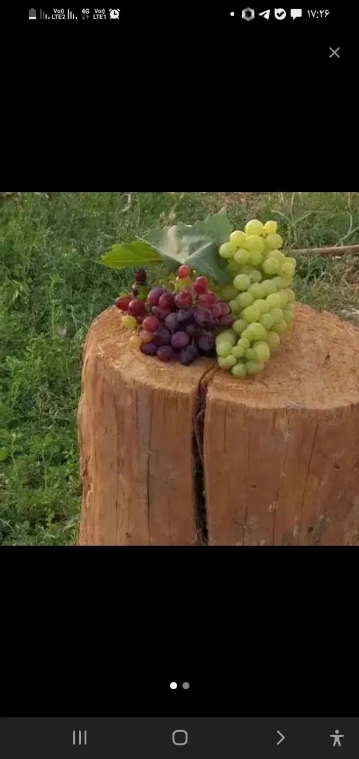 آبغوره|خوردنی و آشامیدنی|تهران, آهنگ|دیوار