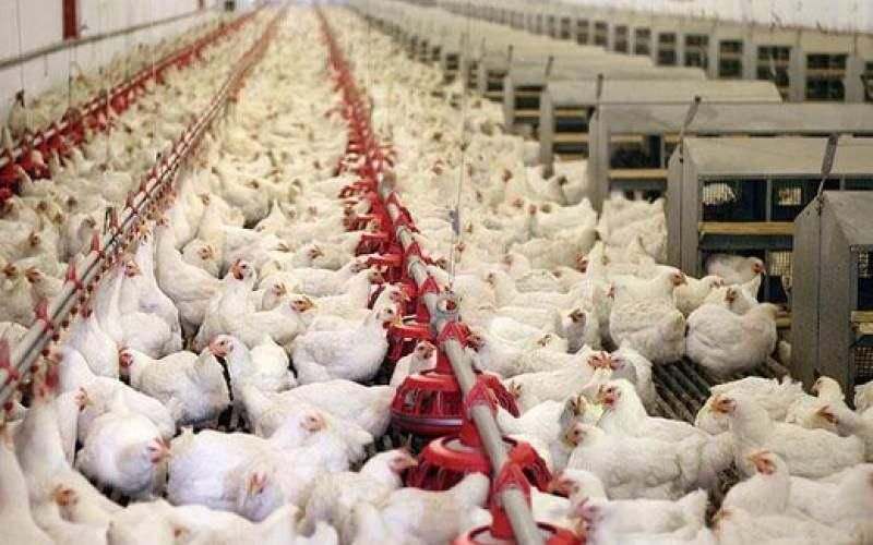 کارگر جهت مرغداری مادر گوشتی کوثر بیدخت|استخدام صنعتی، فنی، مهندسی|گناباد, |دیوار