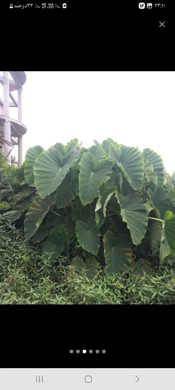 گل بابا آدم بزرگ قدی|گل و گیاه طبیعی|رشت, بازار|دیوار