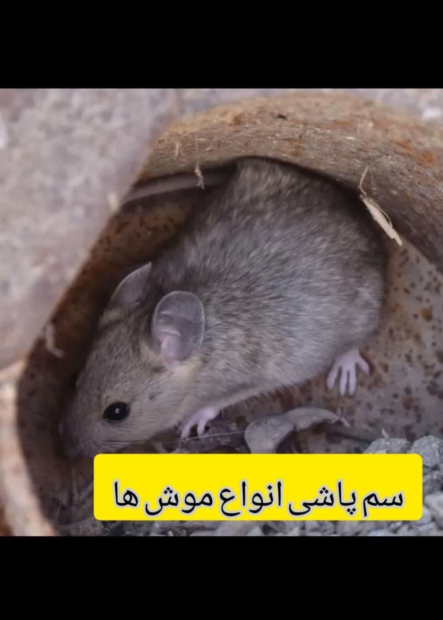 (شرکت سمپاشی تضمینی با32سال سابقه سم پاشی)|خدمات نظافت|زاهدان, |دیوار