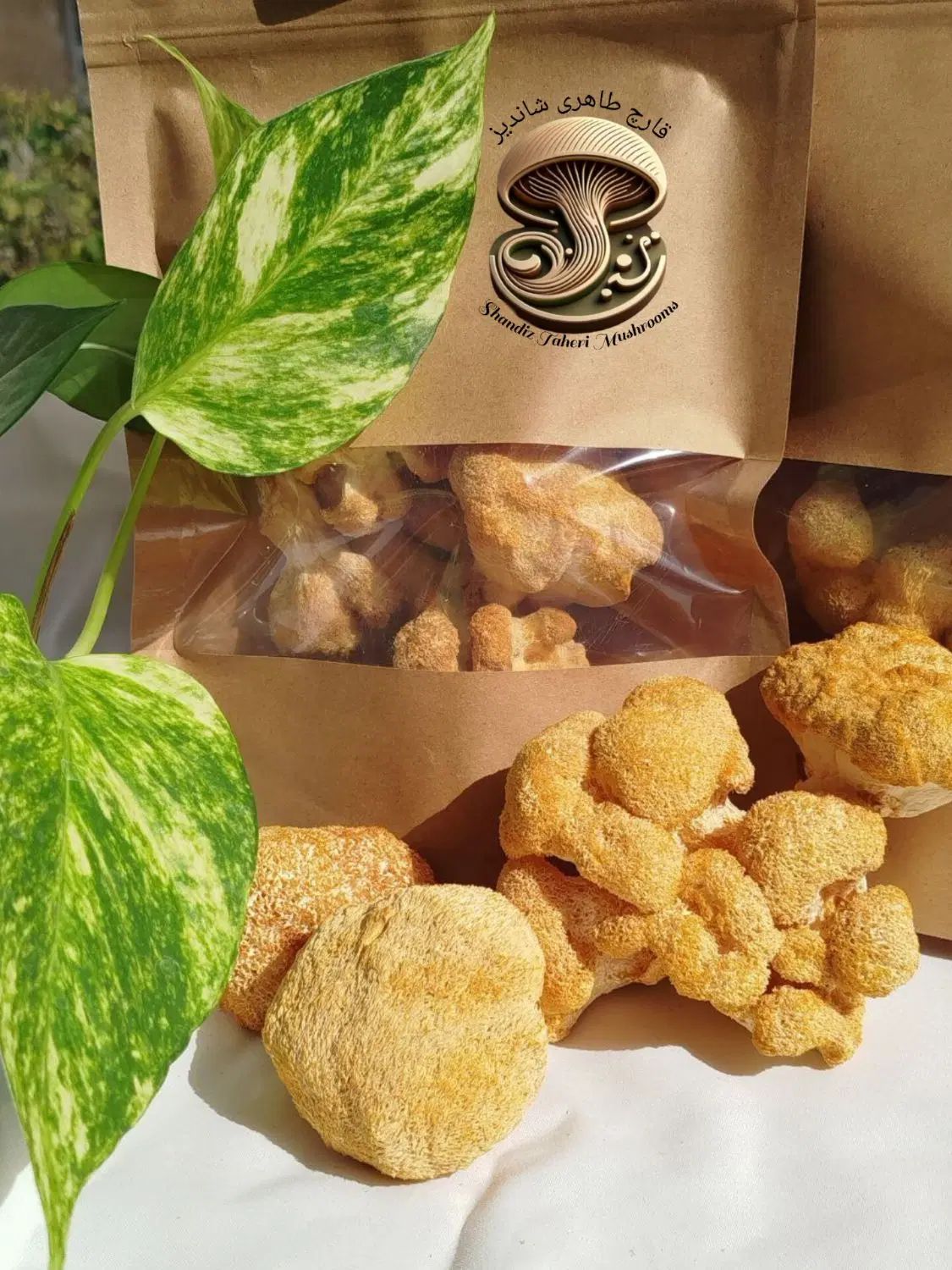 قارچ یال شیر معجزه مغز|خوردنی و آشامیدنی|مشهد, وکیل‌آباد|دیوار