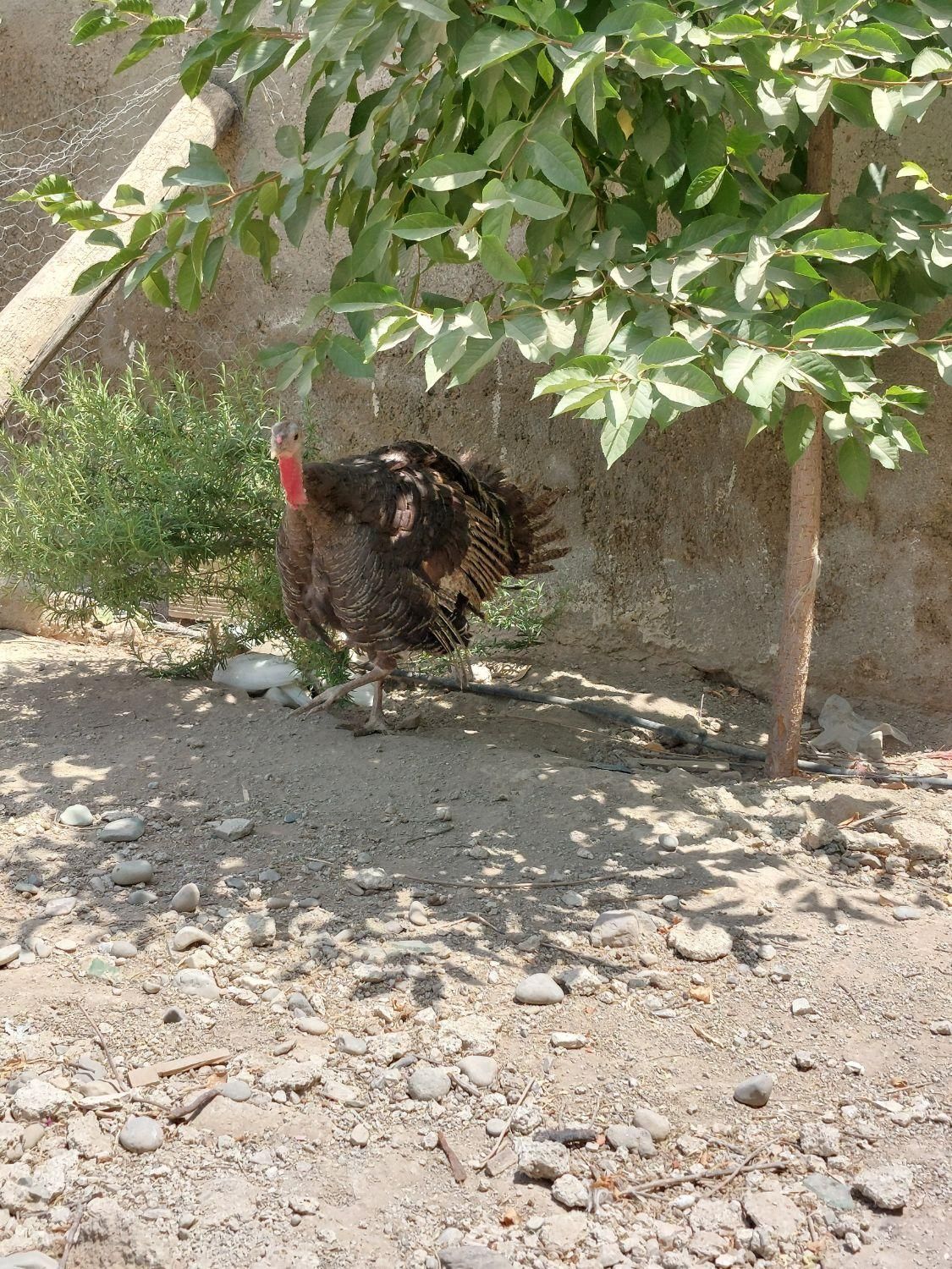 بوقلمون|حیوانات مزرعه|هشتگرد, هشتگرد قدیم|دیوار