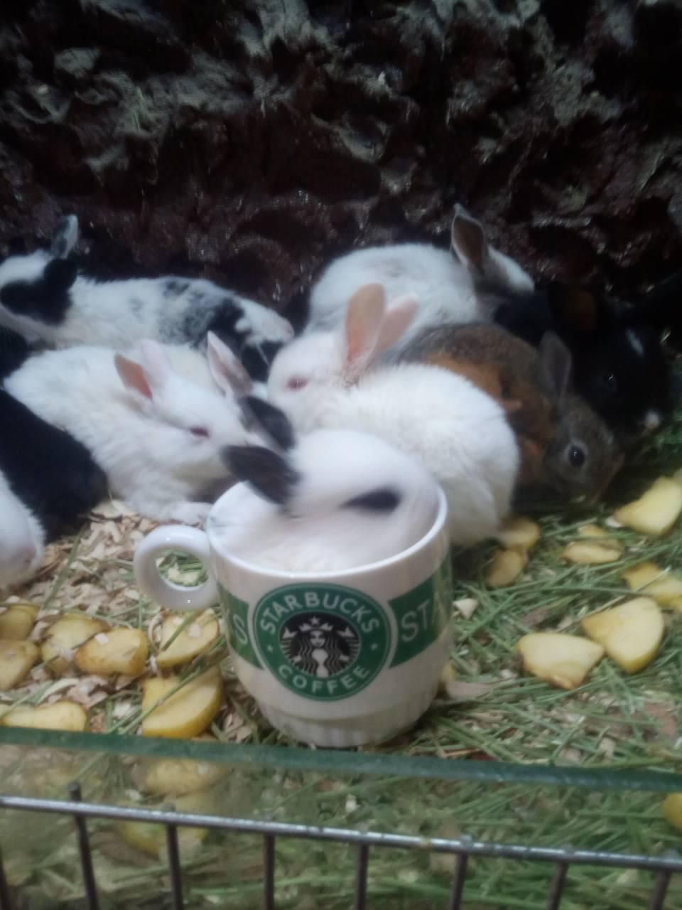 فروش انواع خرگوش مینیاتور ، لوپ ،جرسی واکسینه شده|موش و خرگوش|خرمآباد, |دیوار