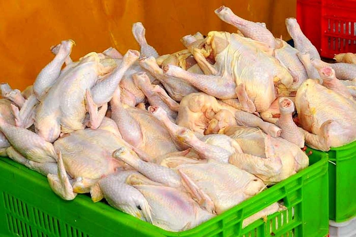 مرغ کامل غذای سگ و گربه|لوازم جانبی حیوانات|بندر انزلی, پیل علی باغ|دیوار