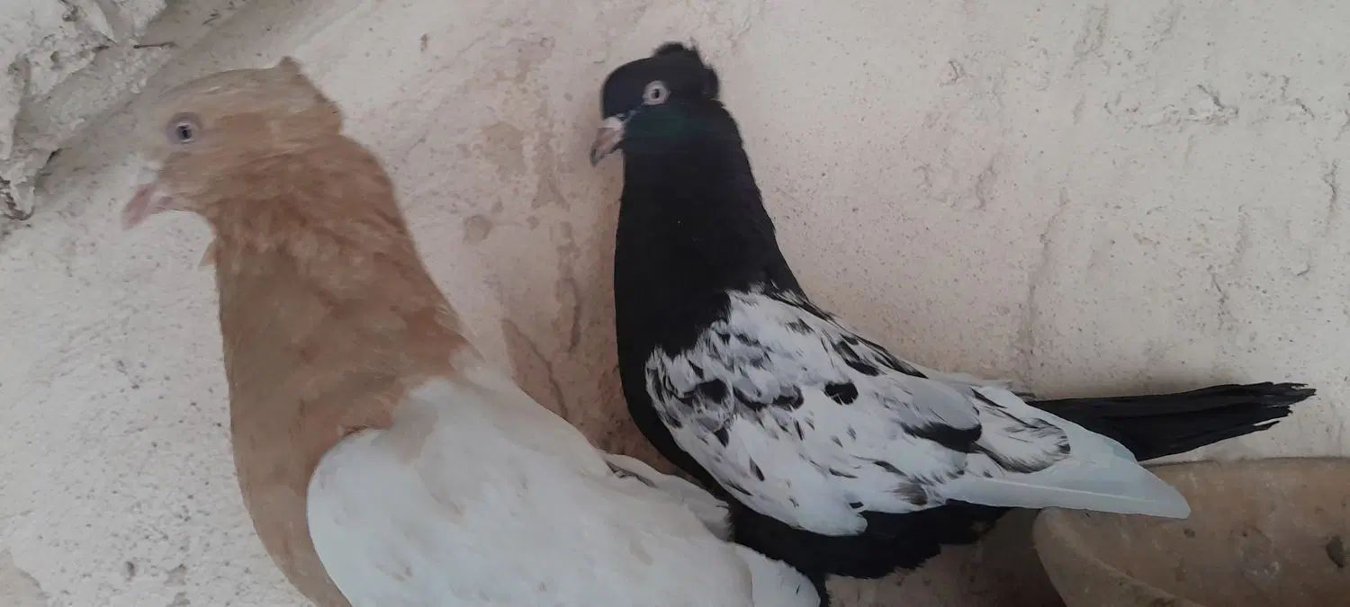 کبوتر جفت صرب . سینه ای . طوقی|پرنده|اصفهان, پروین|دیوار