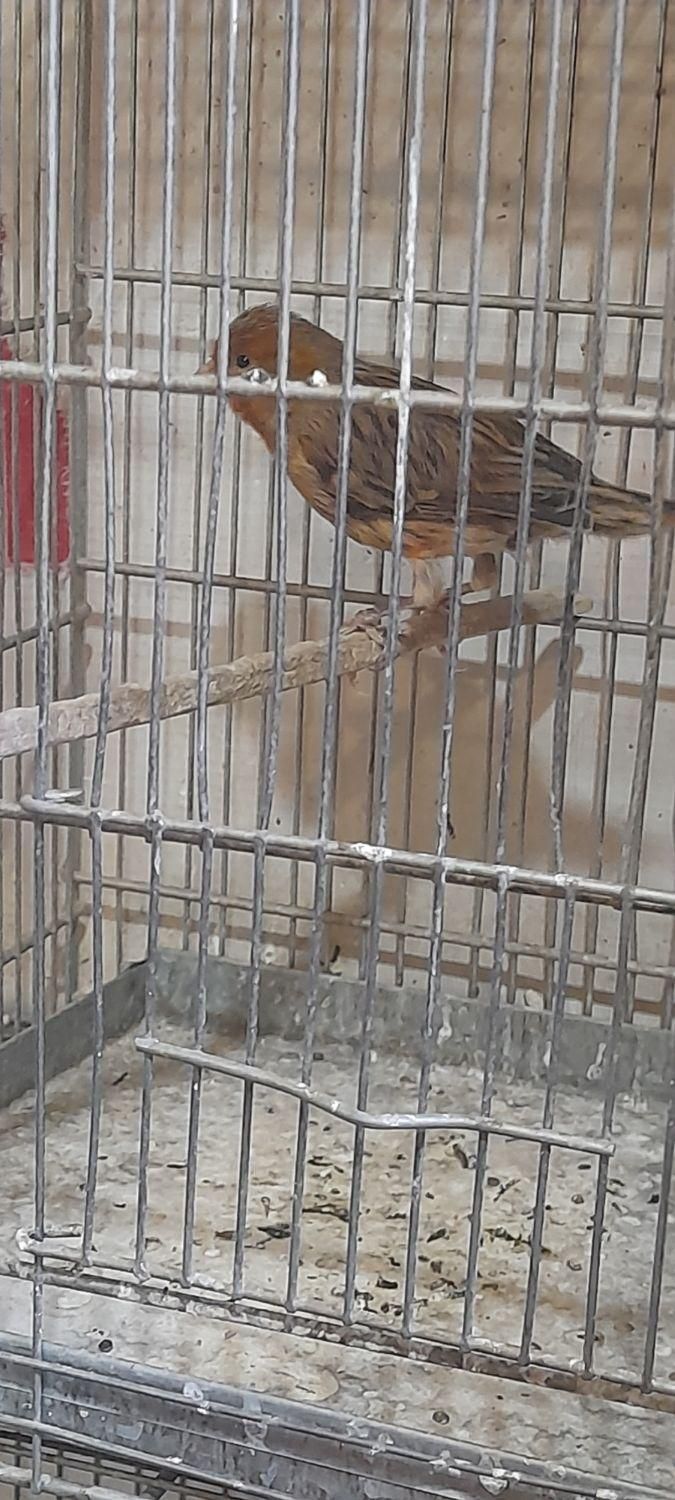 نر سوخته مست مست|پرنده|الیگودرز, |دیوار