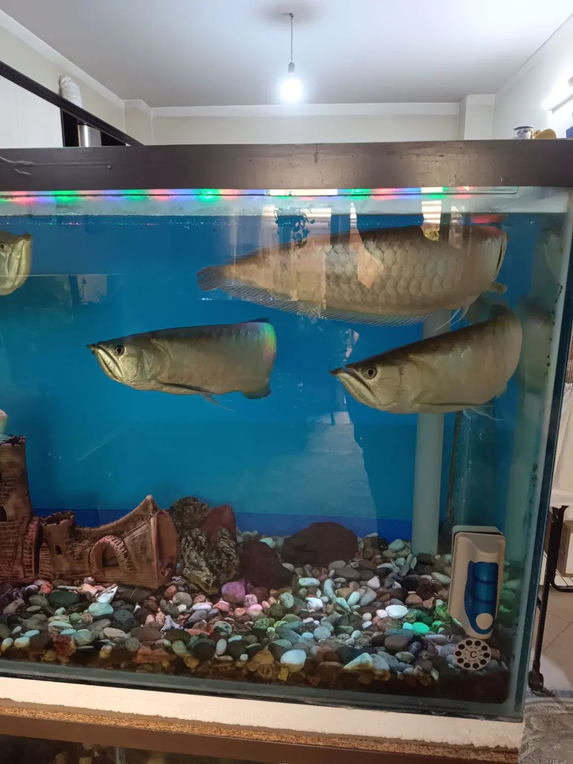 اکواریم وماهی|ماهی|اصفهان, باتون|دیوار