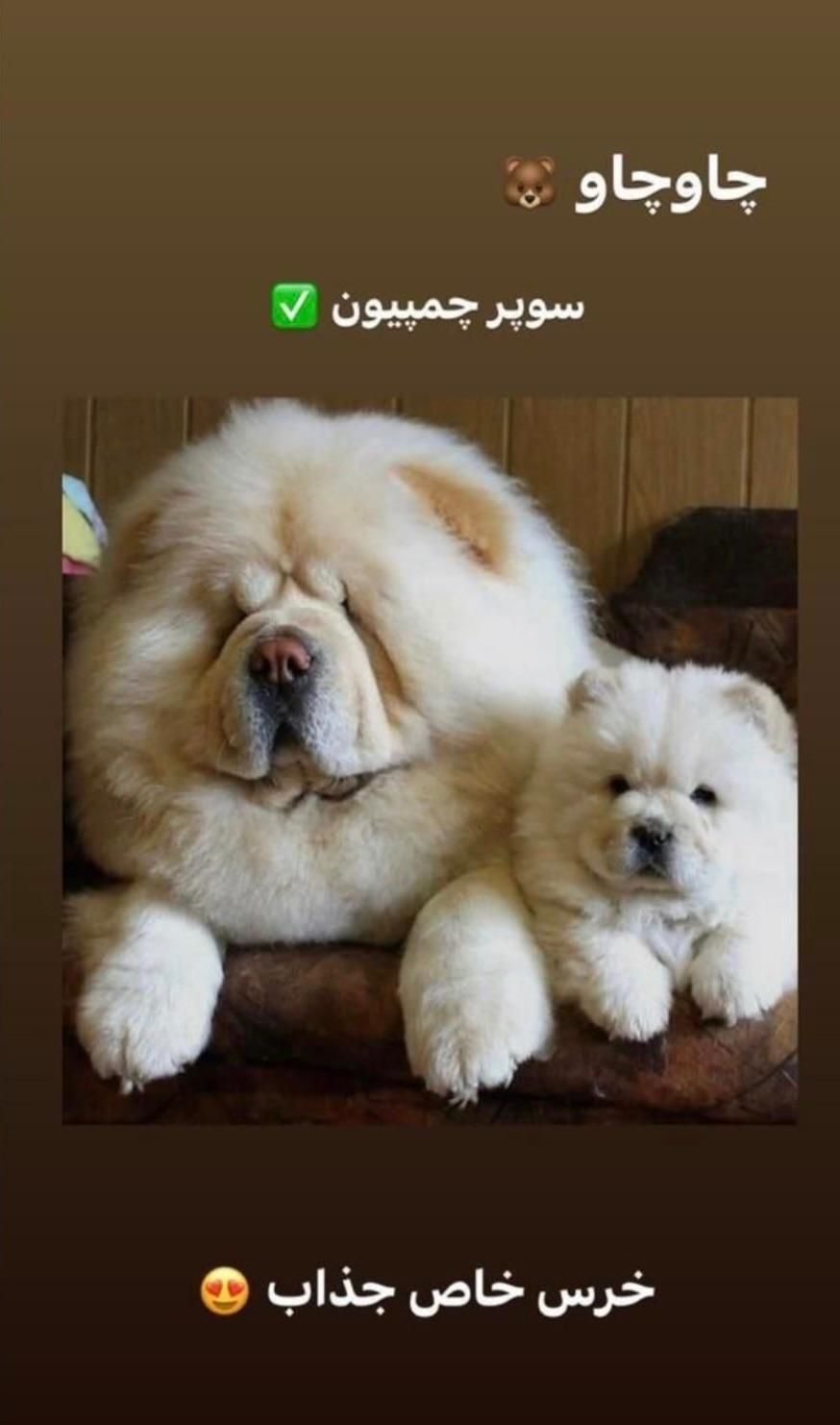 توله سگ سامویید چاوچاو|سگ|شیراز, فرهنگ شهر|دیوار