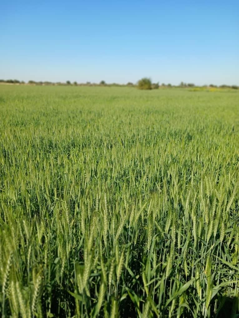 فروش زمین کشاورزی۱۰و۲۰و۳۰و۶۰و۹۰هکتاربرای فروش|فروش دفتر صنعتی، کشاورزی، تجاری|شوش, |دیوار