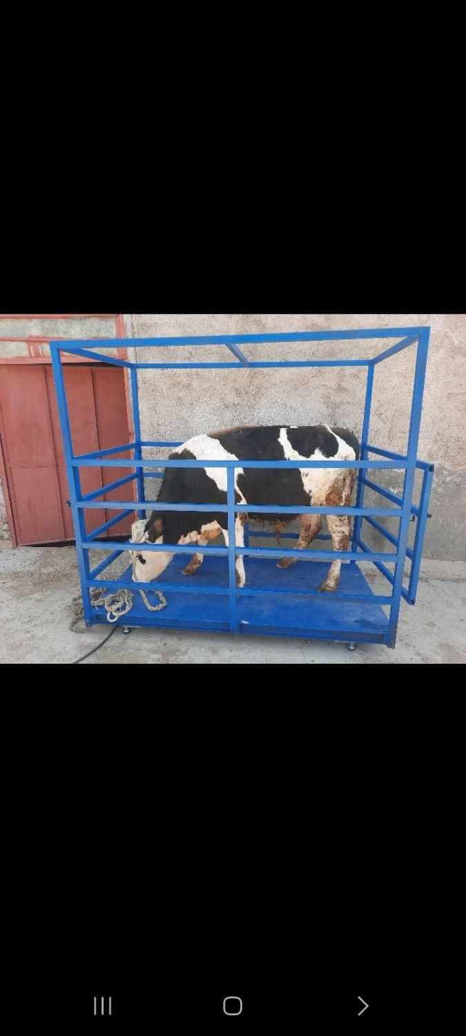 باسکول گوساله کش وگوسفندکش..|فروشگاه و مغازه|تویسرکان, |دیوار