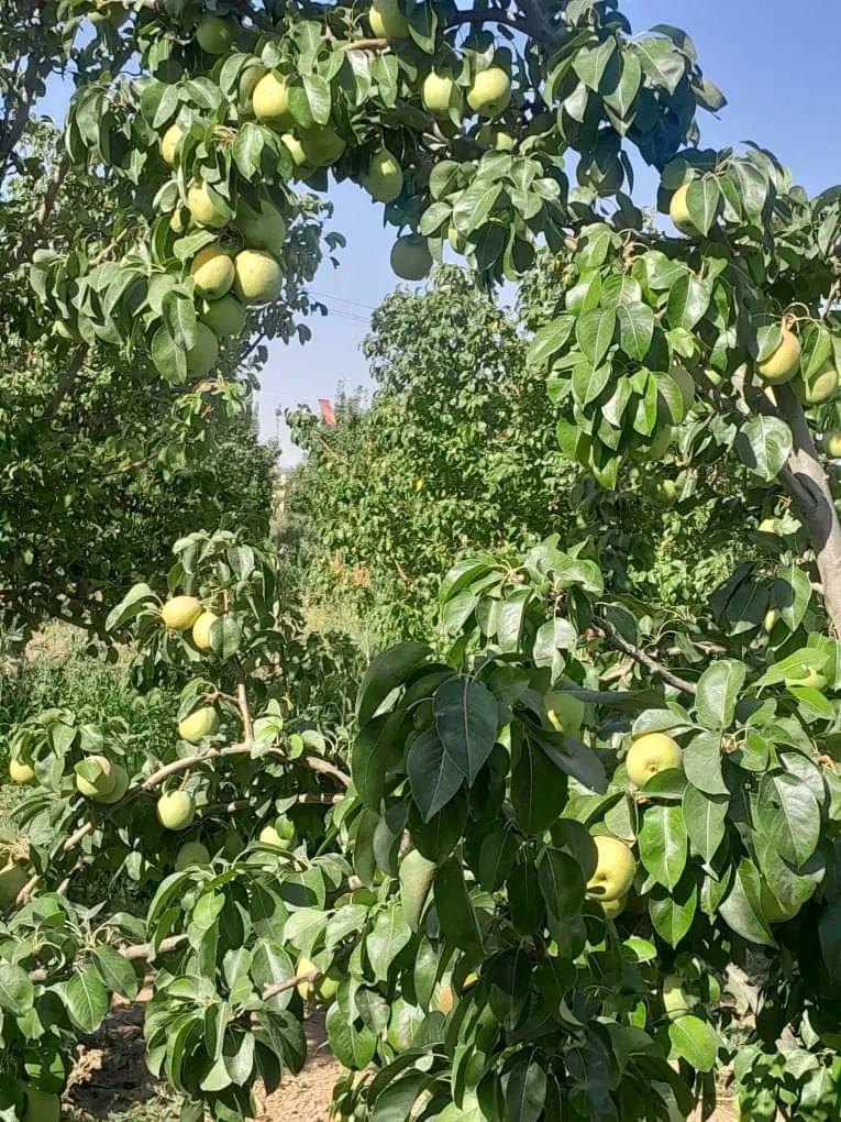 با کمکِ من،تو باغ رویاهات قدم بزار(خانوم کریم خانی|فروش دفتر صنعتی، کشاورزی، تجاری|مشکین‌دشت, |دیوار