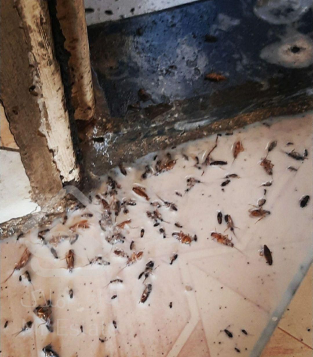 سمپاشی ساس پاکدشت سم پاشی سوسک« پاک »۱۰۰٪تظمینی|خدمات نظافت|پاکدشت, پاکدشت (مامازند)|دیوار