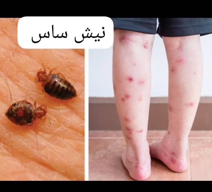 گروه سمپاشی*موریانه ساس سوسک*سم پاشی باضمانت|خدمات نظافت|اهواز, کیانپارس |دیوار