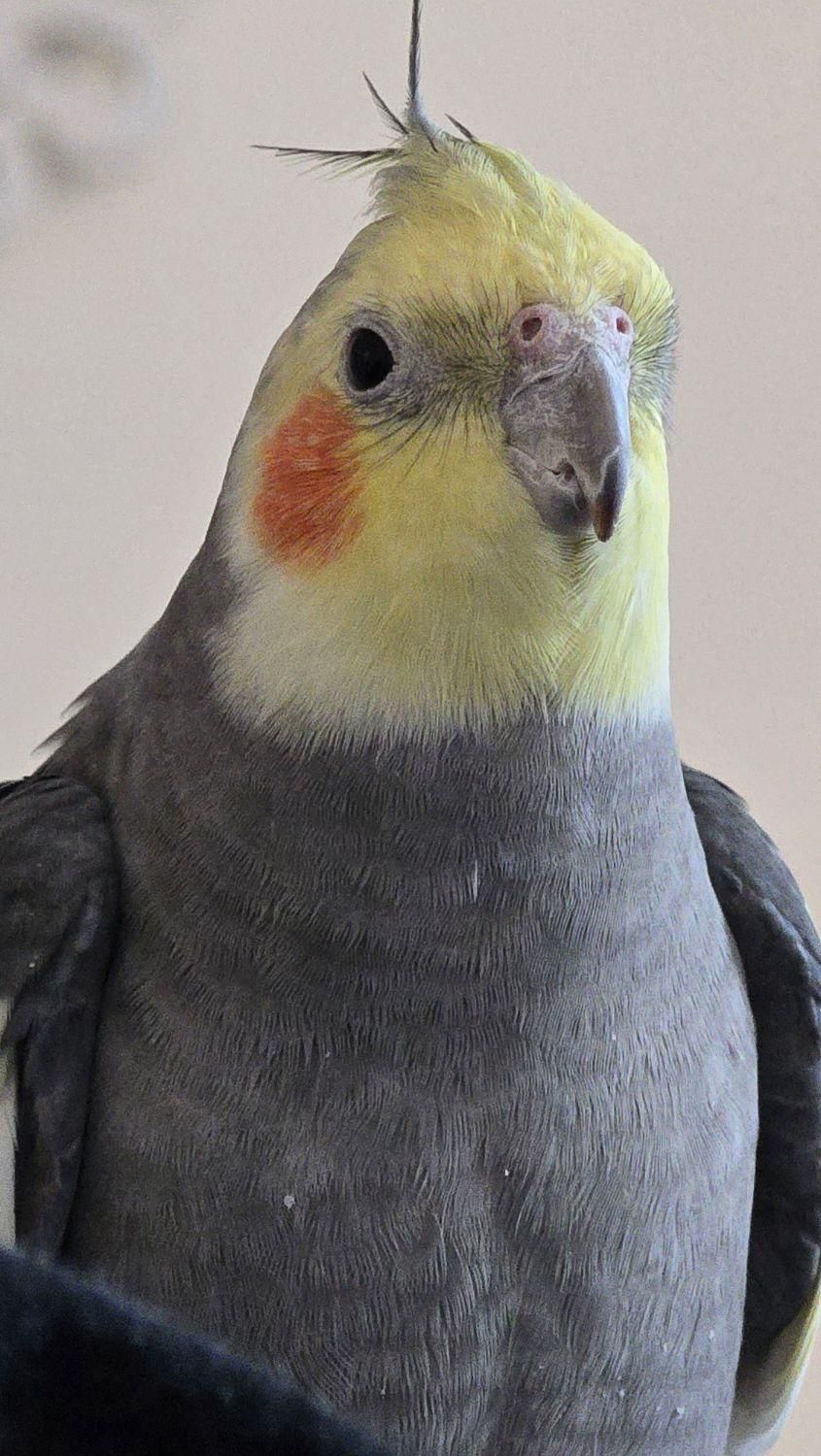 گمشده|حیوانات|ری, دیلمان|دیوار