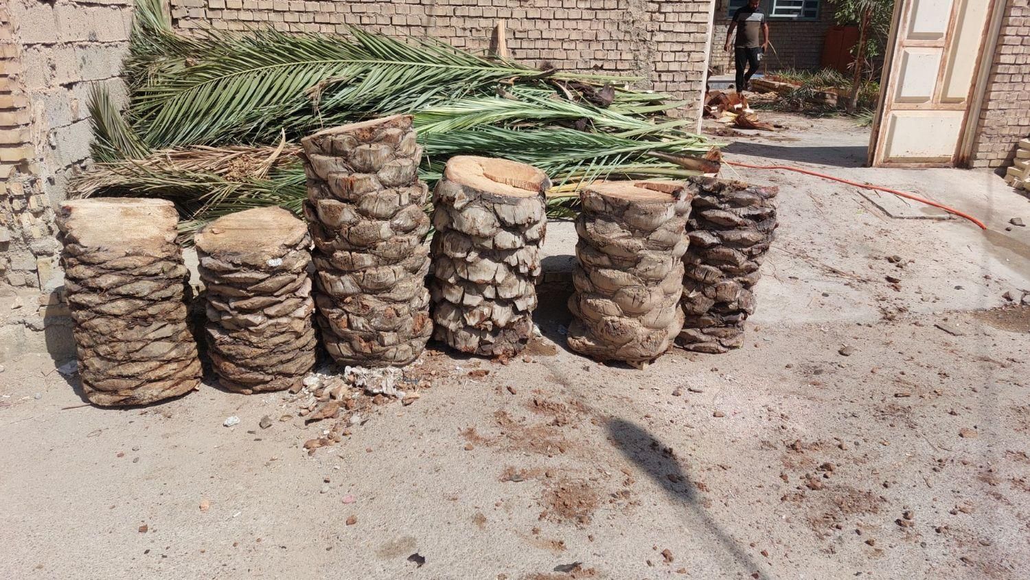 بریدن نخل قطع نخل هرس نخل درخت استاد نخل سمپاشی|خدمات باغبانی و درختکاری|اهواز, گلستان|دیوار