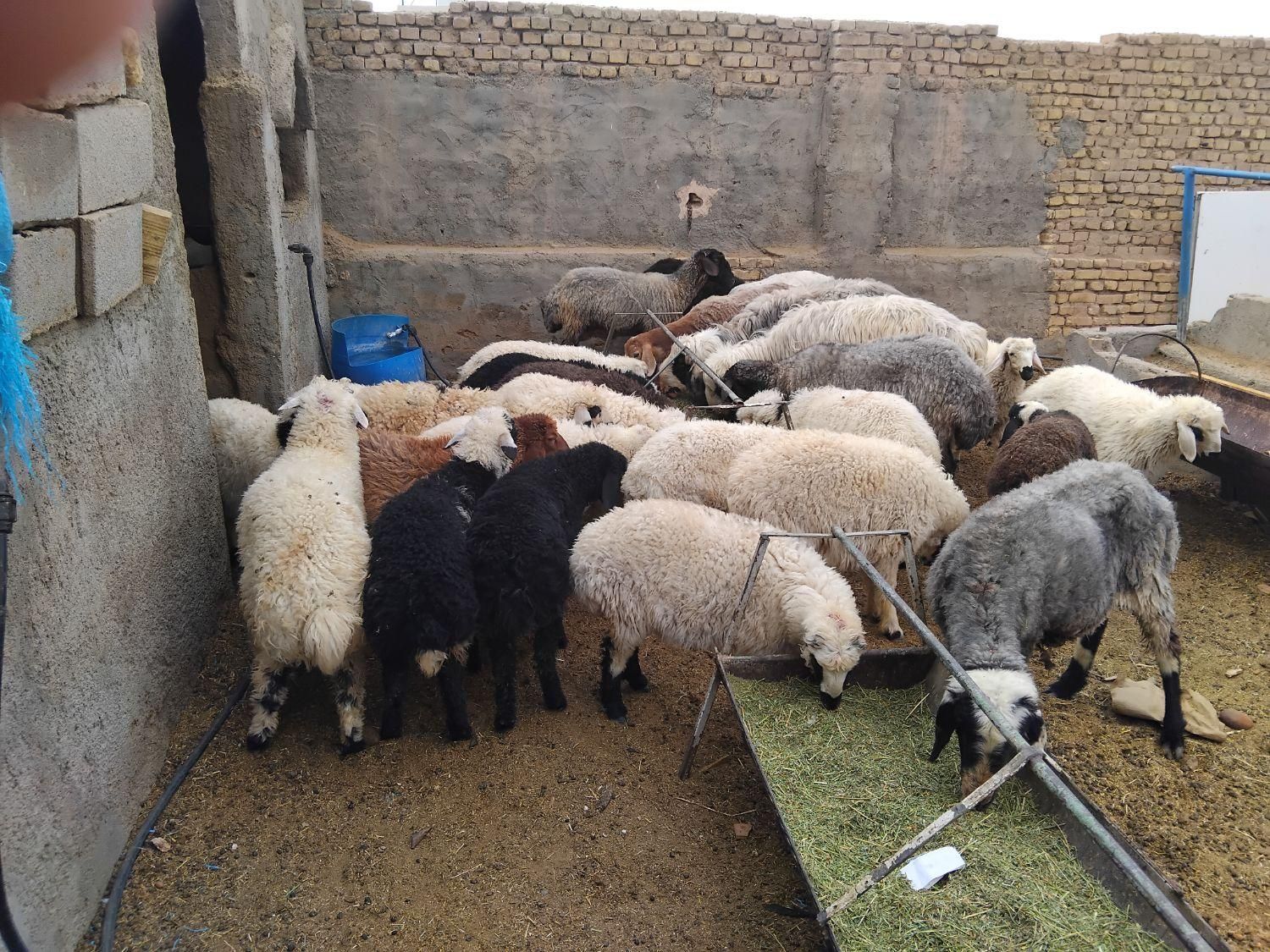 بره وگوسفندزنده بومی با قصاب رایگان|حیوانات مزرعه|یزد, |دیوار