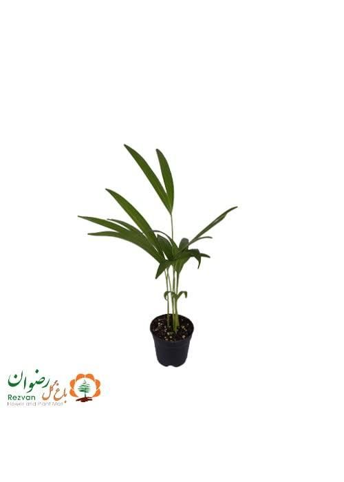 گیاه اریکا نشا گلدان ۱۰|گل و گیاه طبیعی|تهران, عباس‌آباد|دیوار