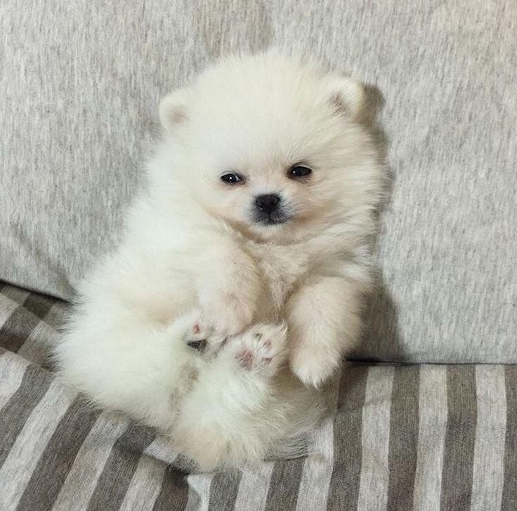 سگ پامرانین(عروسکی)|سگ|اصفهان, شهرک کاوه|دیوار