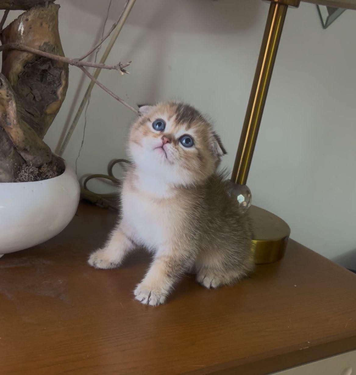 بچهگربه خونگی، اجتماعی و سالم|گربه|دزفول, |دیوار