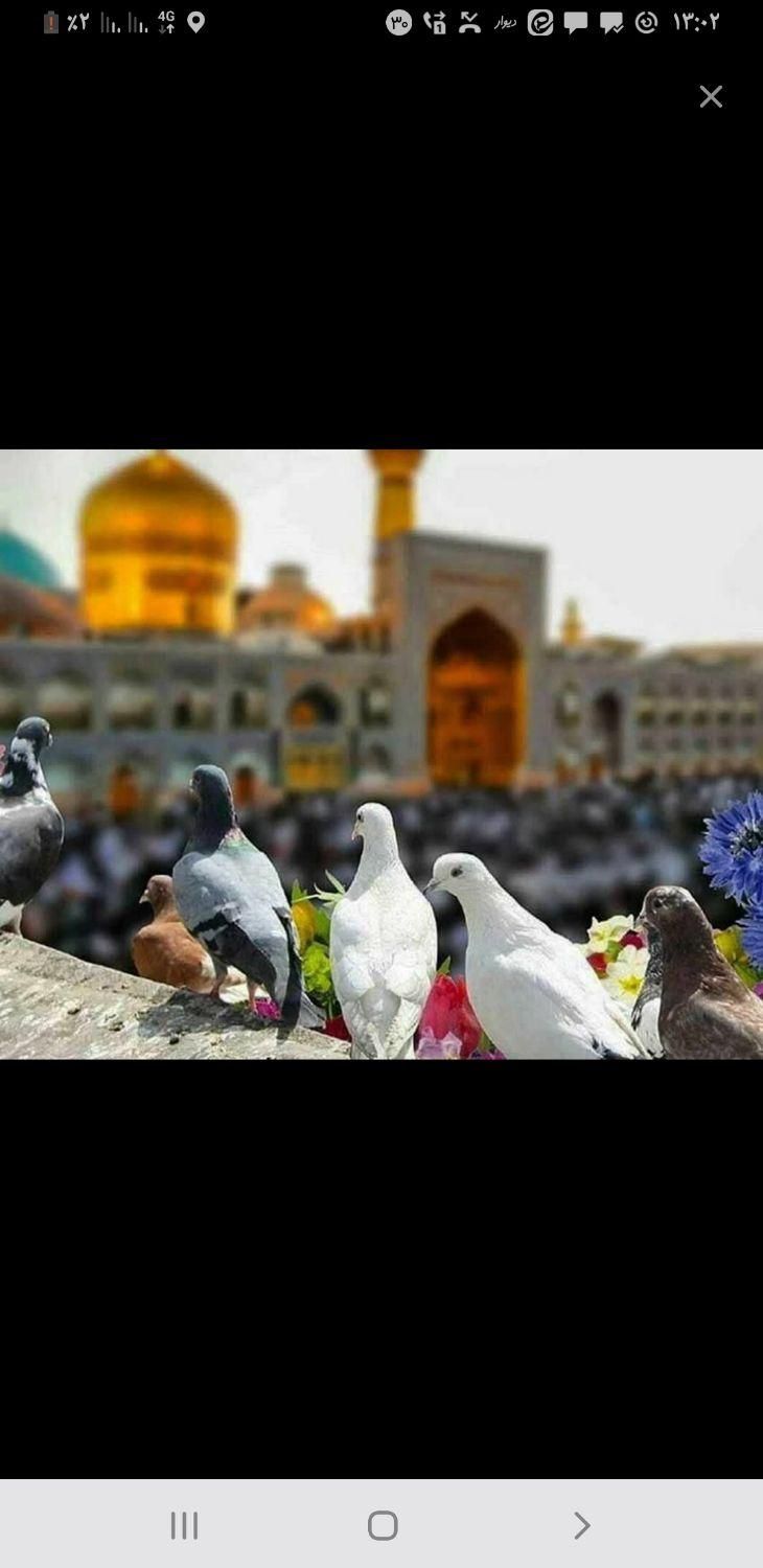 تور و بلیط قطار همه روزه|تور و چارتر|نسیمشهر, |دیوار