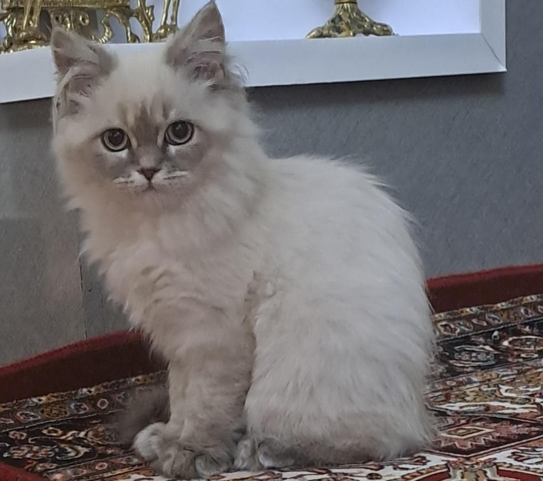 واگذاری توافقی گربه پرشین رگدال|گربه|مراغه, |دیوار