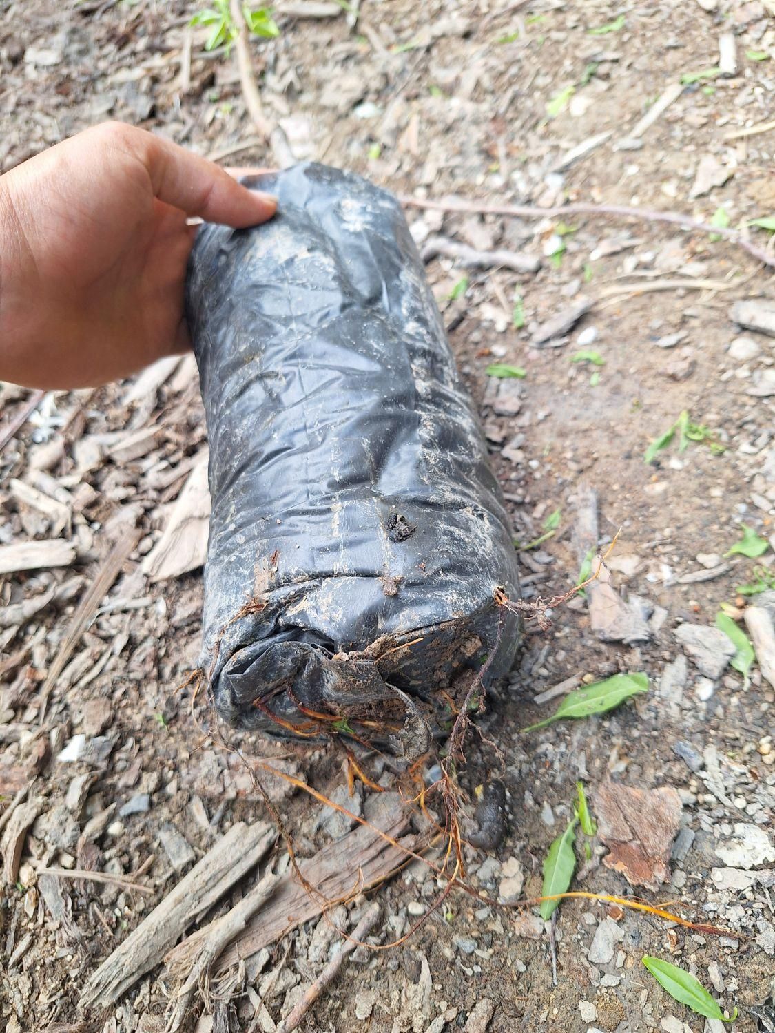 بادام نهال و درخت|خدمات باغبانی و درختکاری|فلاورجان, |دیوار