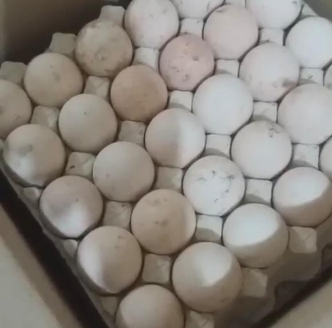 تخم نطفه دار بوقلمون برنز|حیوانات مزرعه|تهران, صادقیه|دیوار